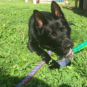 german-shepherding avatar