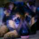 germansheperd4 avatar