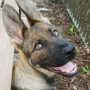 germanshepherddogs avatar