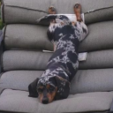 ggustavvsblog avatar