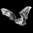 gh0stwithaheart avatar