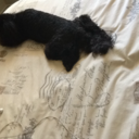 ghostedandgaslit avatar