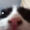 ghostlydeputyauthormuffin avatar