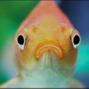 ghostlylanterns avatar