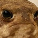 ghostlypalefrog avatar