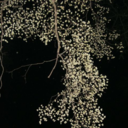 ghostoftonantzin avatar