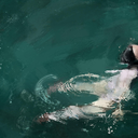 ghostpressure avatar