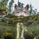 giantsequoias avatar