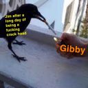 gibby123456789 avatar