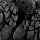 gildedravenreadings avatar