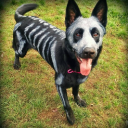 gingerdogblackdog avatar