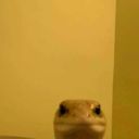 gingerofthenight avatar