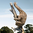 giraffeinatree avatar