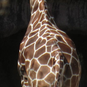 giraffeobsession avatar
