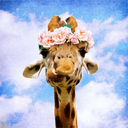 giraffes-ride-swordfishes avatar