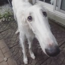 girlboy-frankensteins-monster avatar