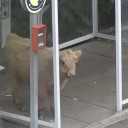 girlishwhimsies avatar