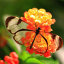 glasswing-butterfly avatar