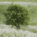 glimmersandstardust avatar