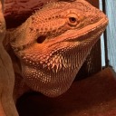 glitchyporygonz avatar