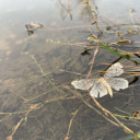 gloriouslyfuckedup avatar