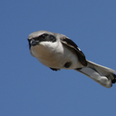 gloriousthorn avatar