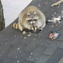 gnarcisssistic avatar