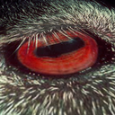 goatconspiracy avatar