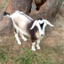 goatsarelife6 avatar