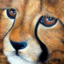 gocheetahs avatar