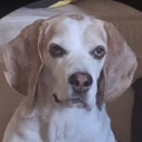 godlessgarlic avatar