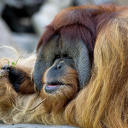 golden-orangutan avatar