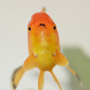 goldfishfancy avatar