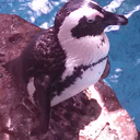 goldflshturtle avatar