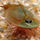 goliath-cannibalistic-triops avatar