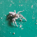 goober-goblin avatar