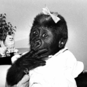 gorey-gorella avatar