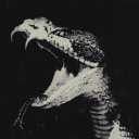 gorgonsplayground avatar