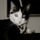 gozerthetuxedocat-blog avatar