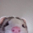 graceful-little-cherubim avatar