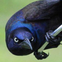 gracklegrackle avatar