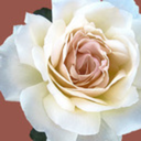 graphicalsuggestions avatar