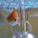 grass-type-sarlic avatar