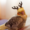 grayskyemourning avatar