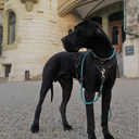 greatdanejames avatar