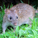 greater-goober-metropolitan-area avatar