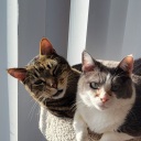 greedydragoon avatar