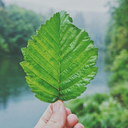 green-font-blog-blog avatar