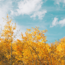 greenergardens avatar