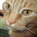 greenmountaingorilla avatar